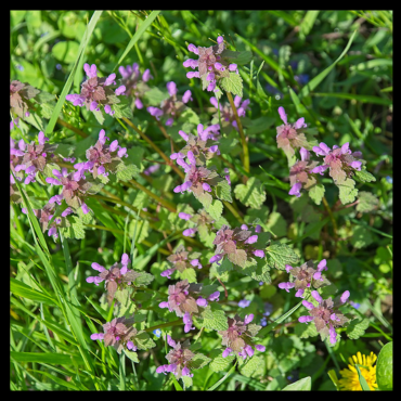 Wildflower Walk spotlight