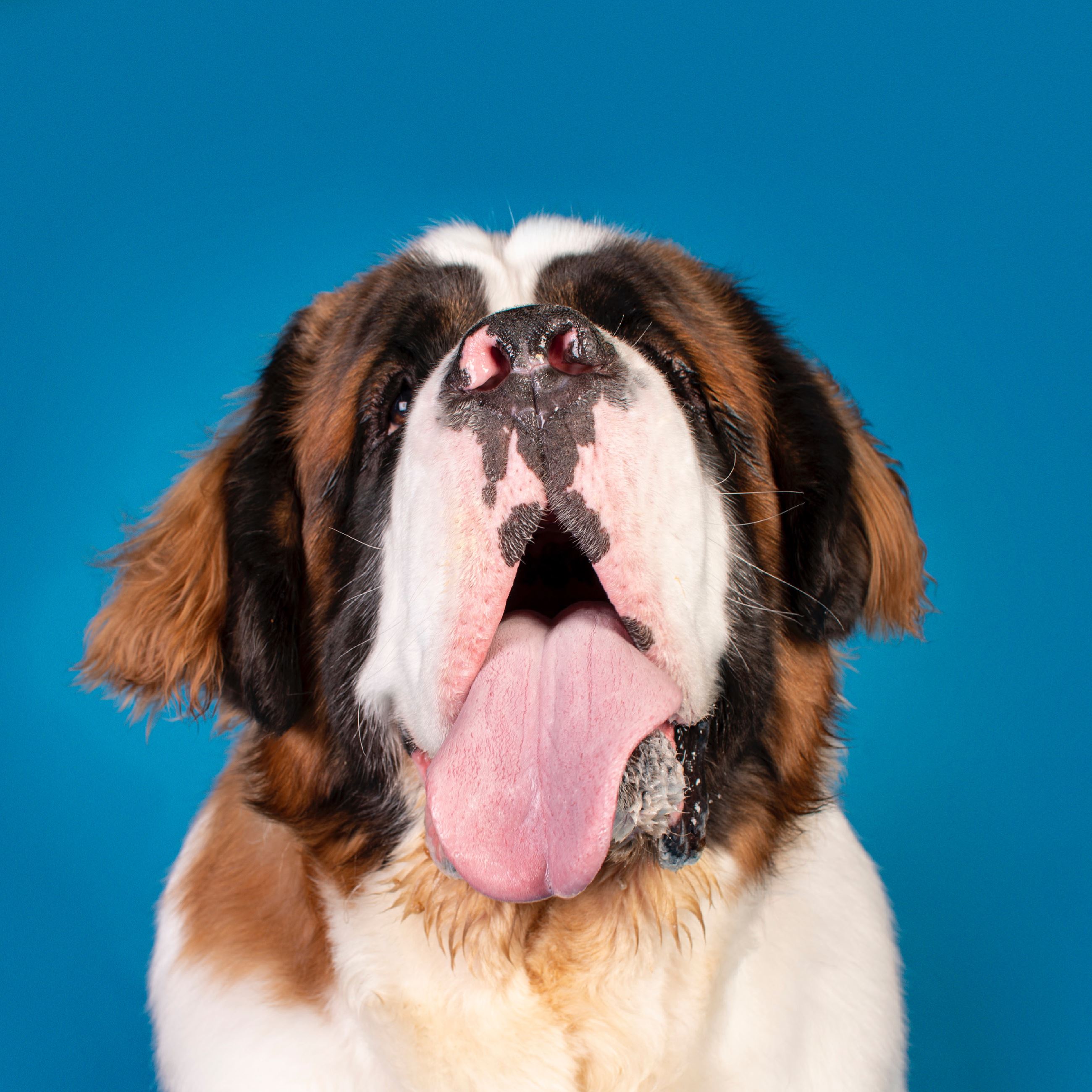 Grand Marshal Wilson